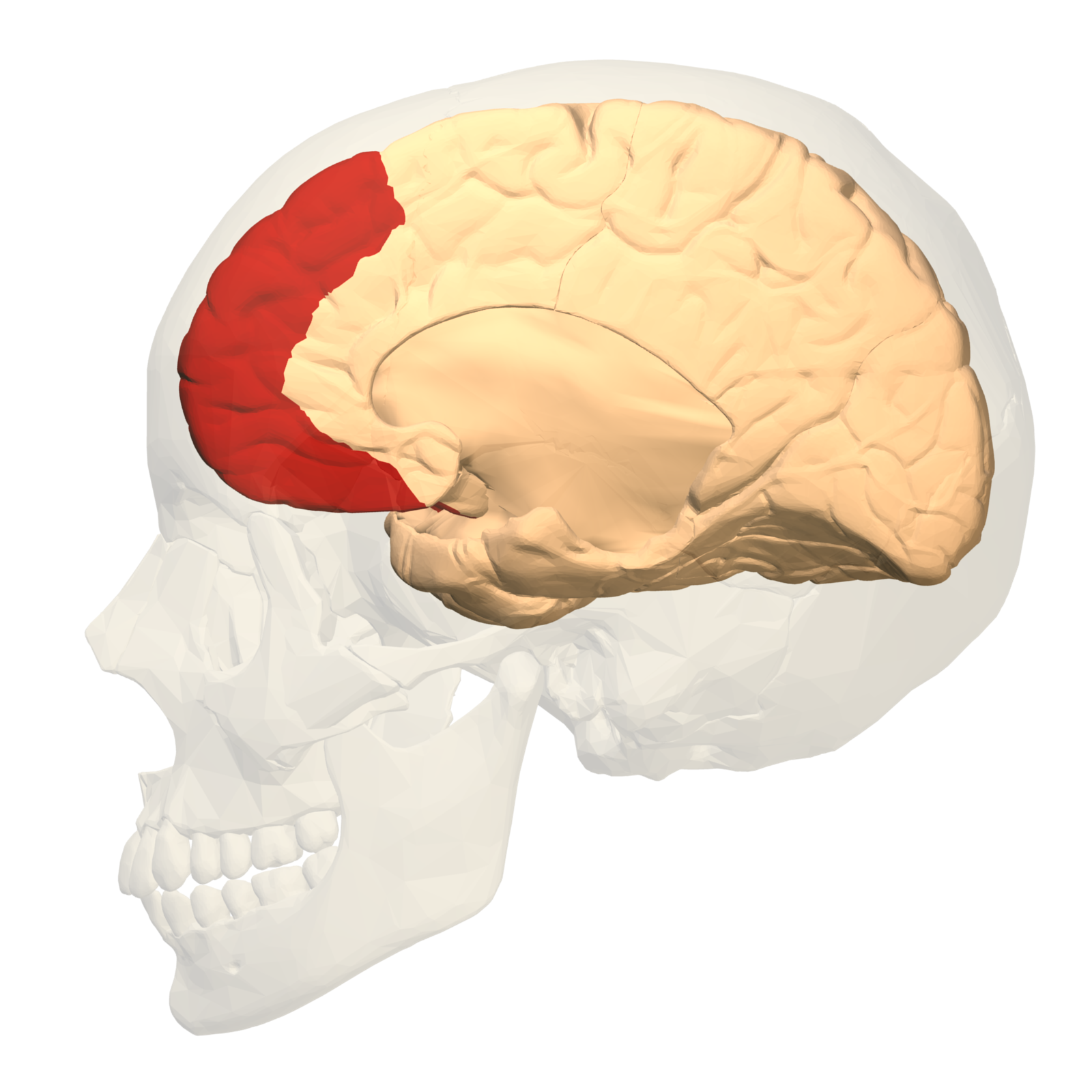 Prefrontal_cortex_left_-_medial_view.png