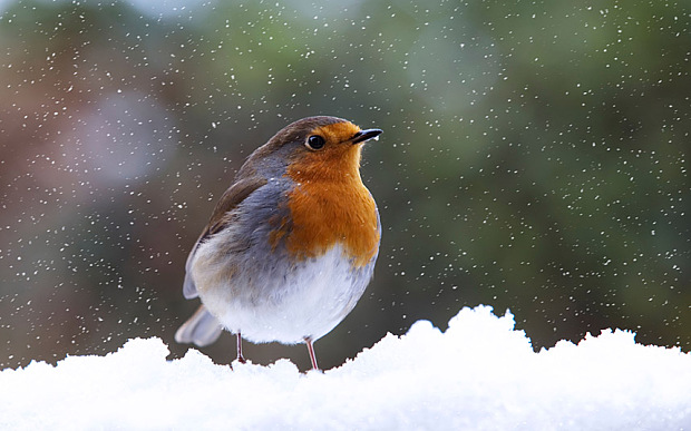robin_3092928b.jpg