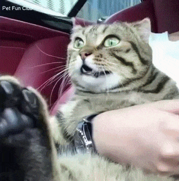 gatuno.gif