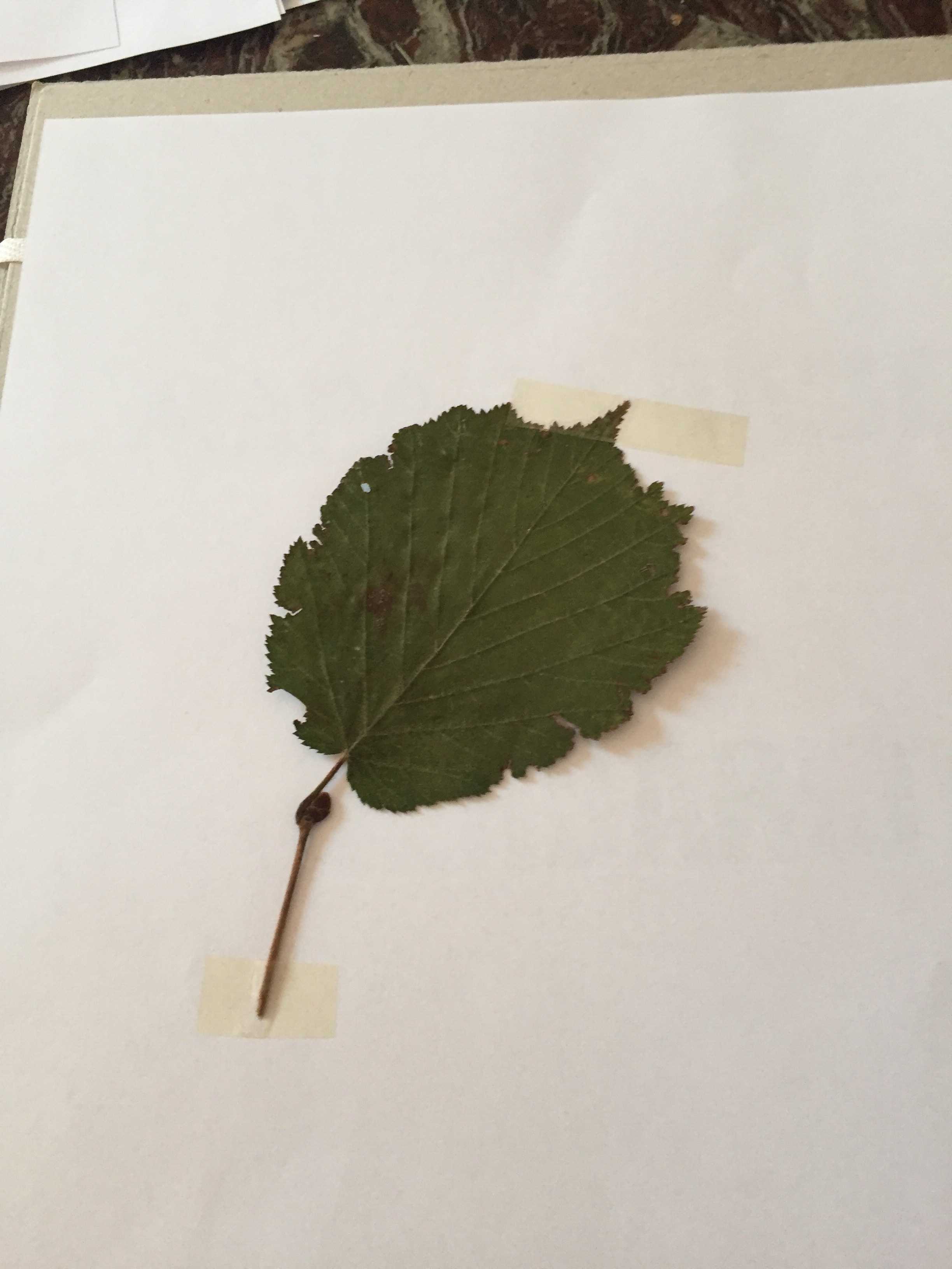 file.jpg