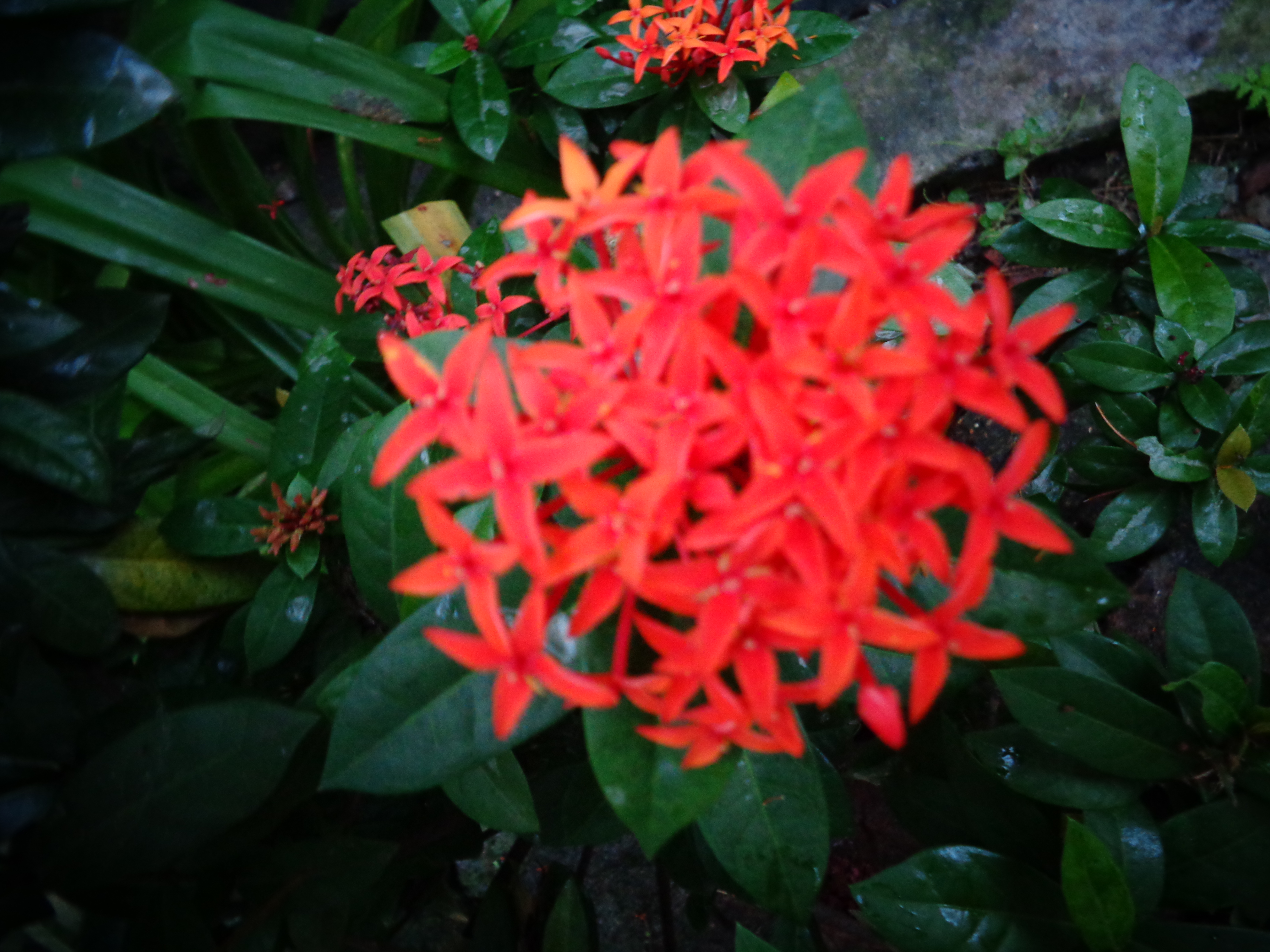 Flora