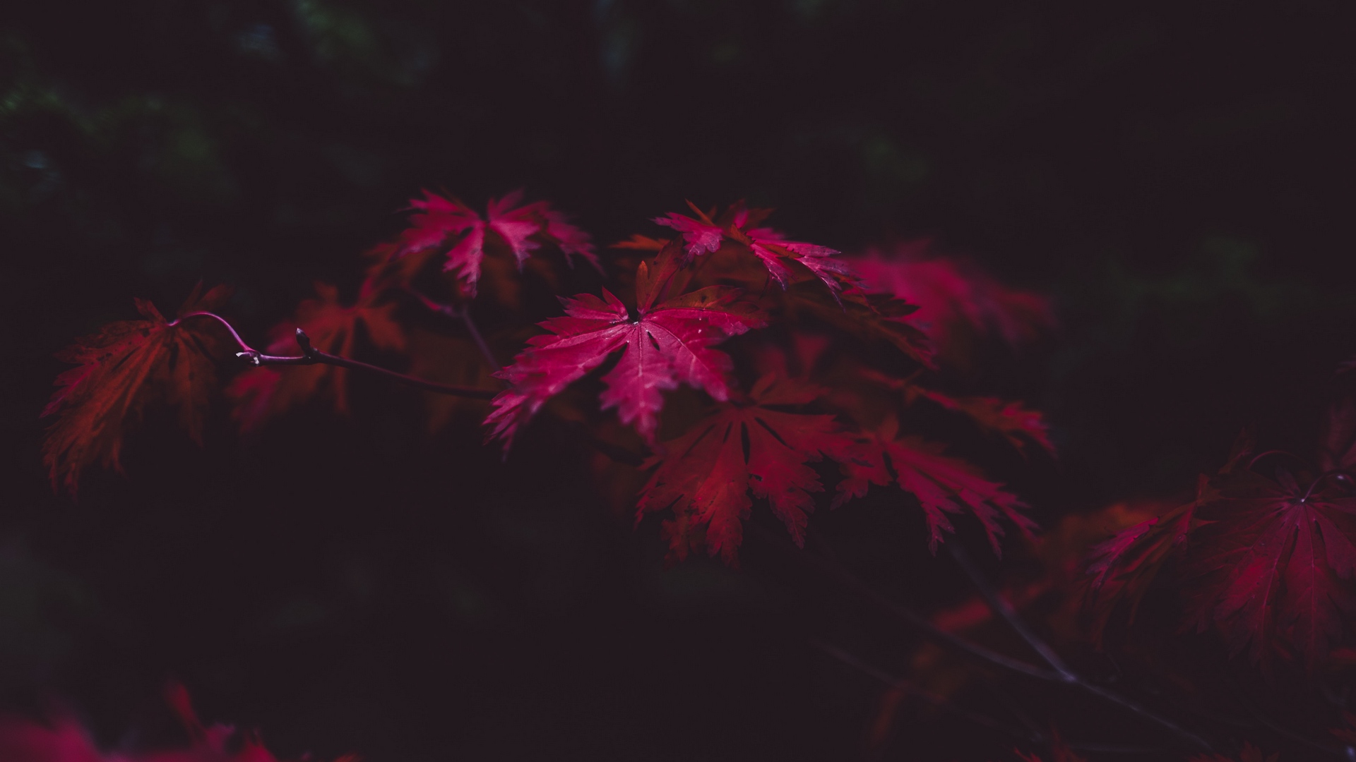 leaves_autumn_branches_128630_1920x1080.jpg
