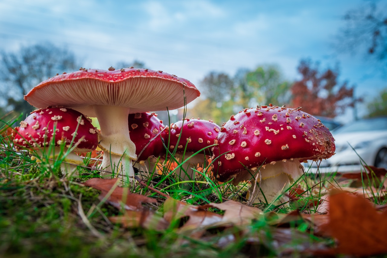 mushrooms.jpeg