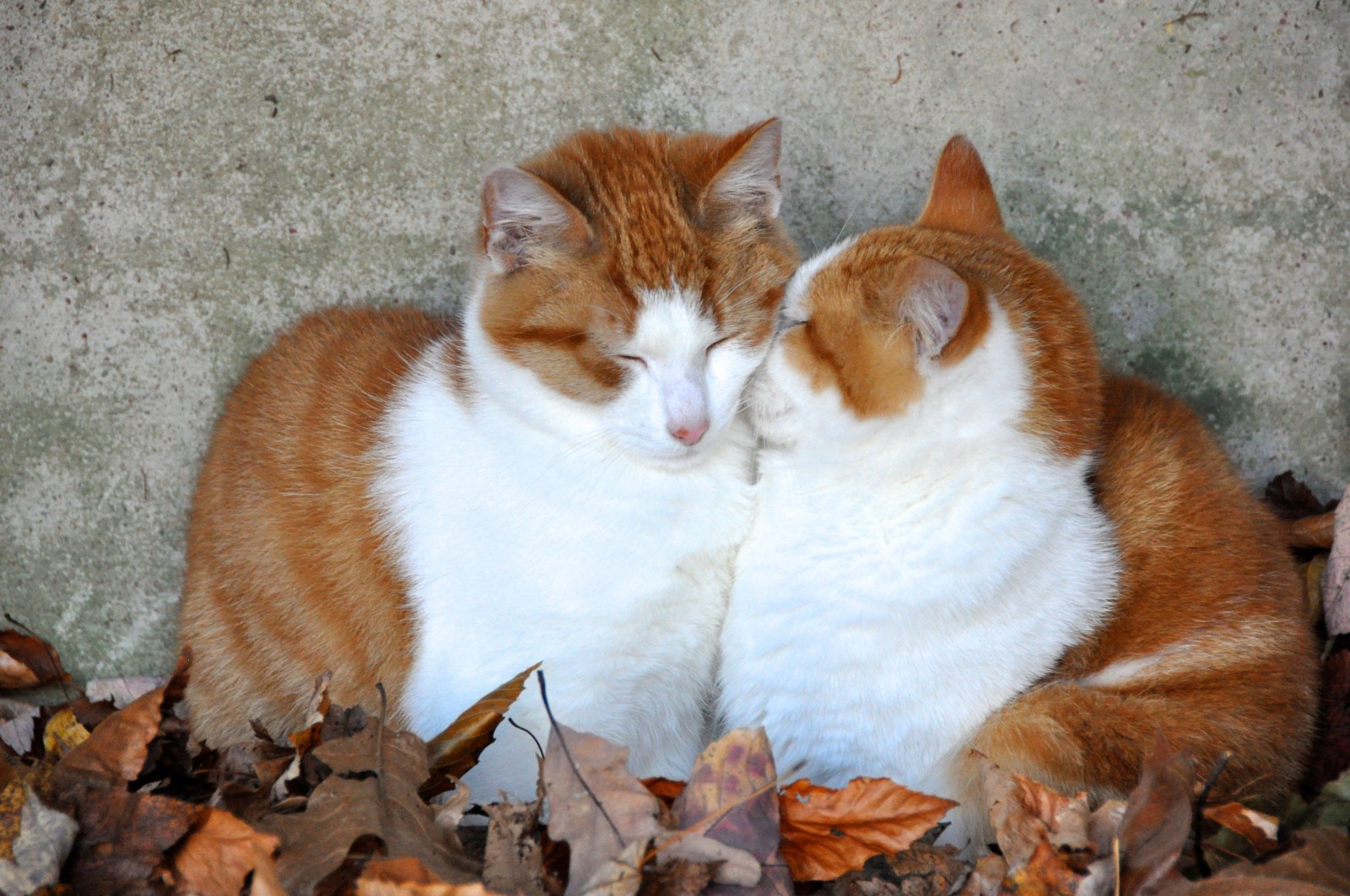 ginger_kiss_kittens_together_tubbs_magicofnature_mywinners_flickraward-954831.jpg