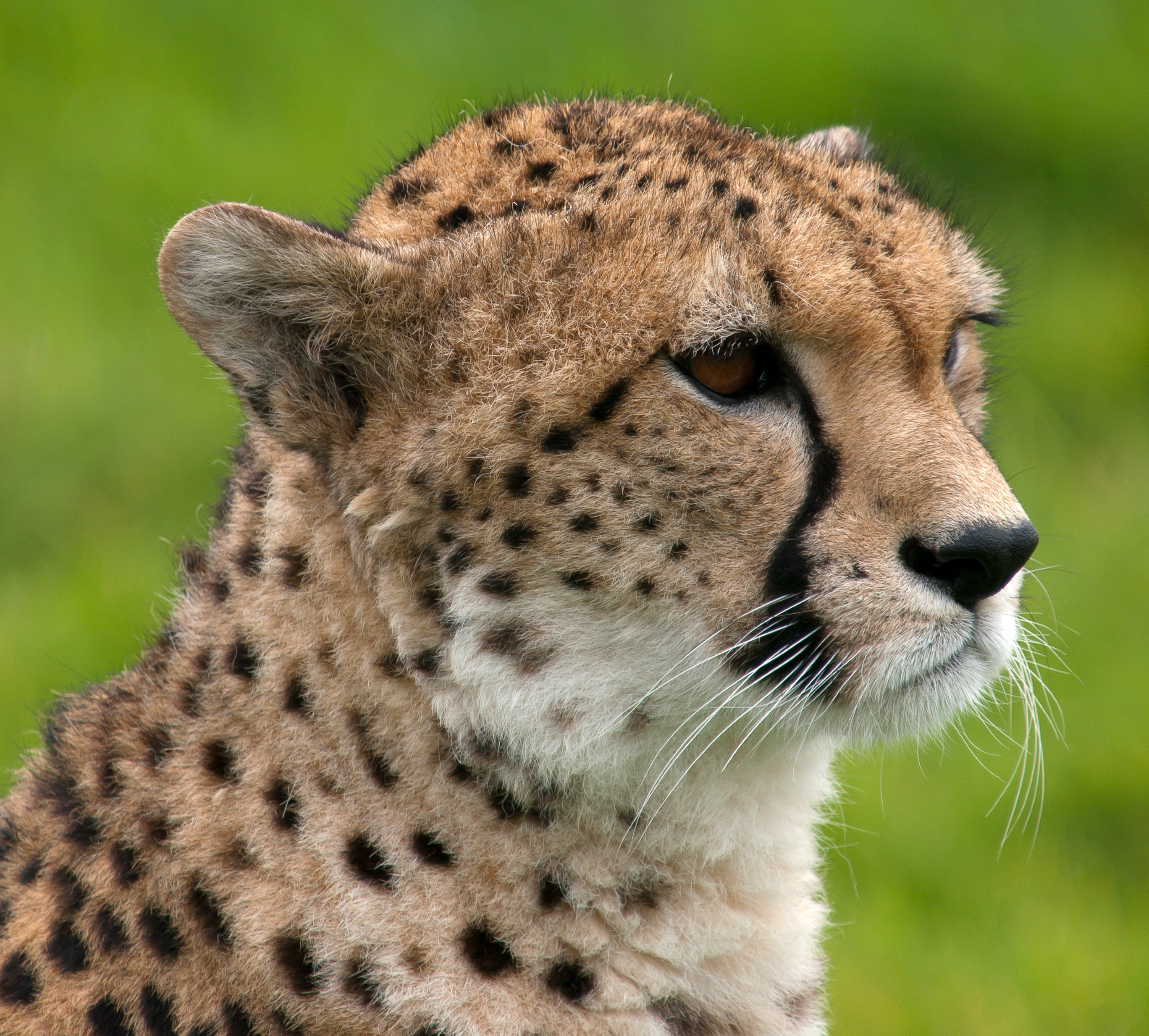 Cheetah_HiRes
