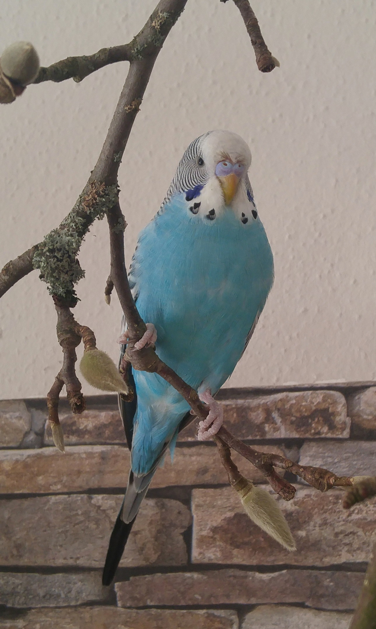 Fritzi