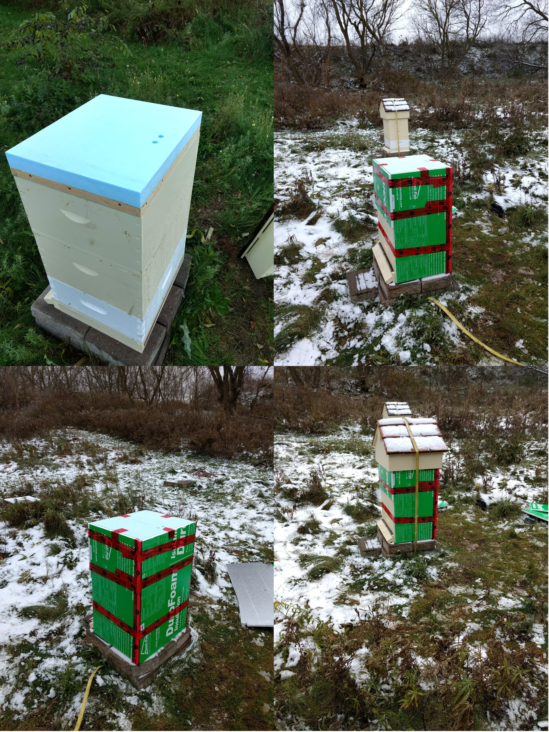 Hives