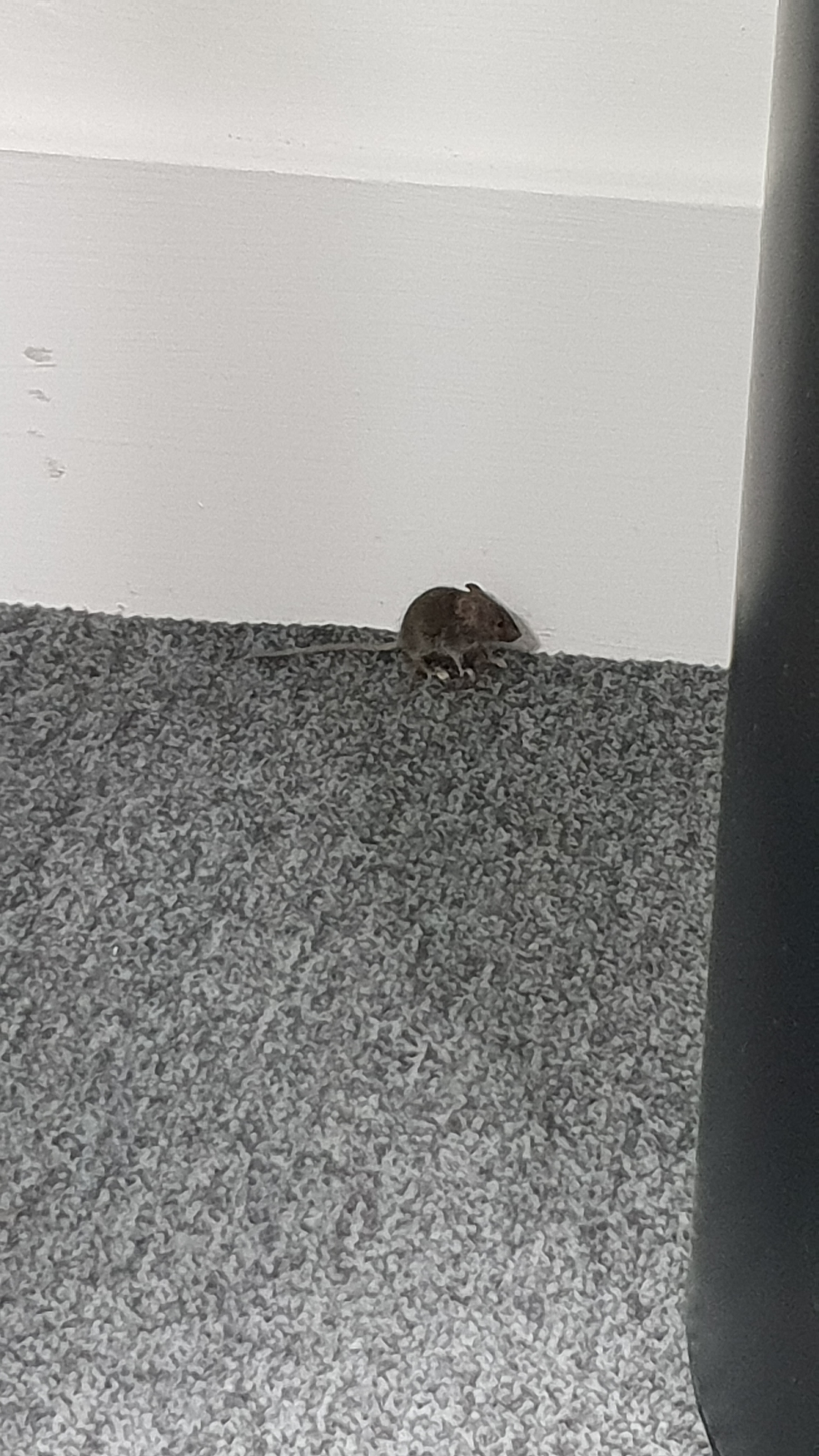 small mr mouse