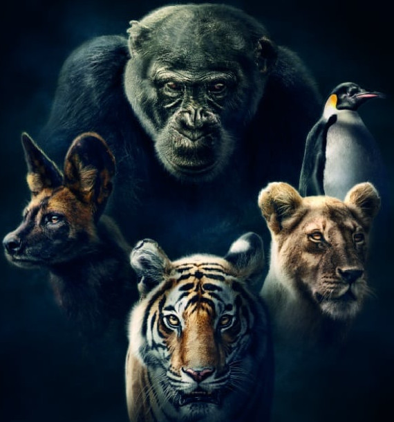 bbc-america-dynasties-1-1535816163198.jpg