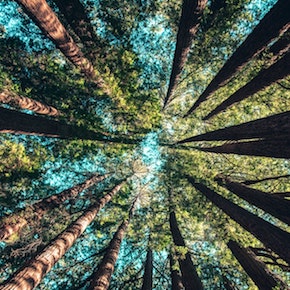 the-ents.jpeg