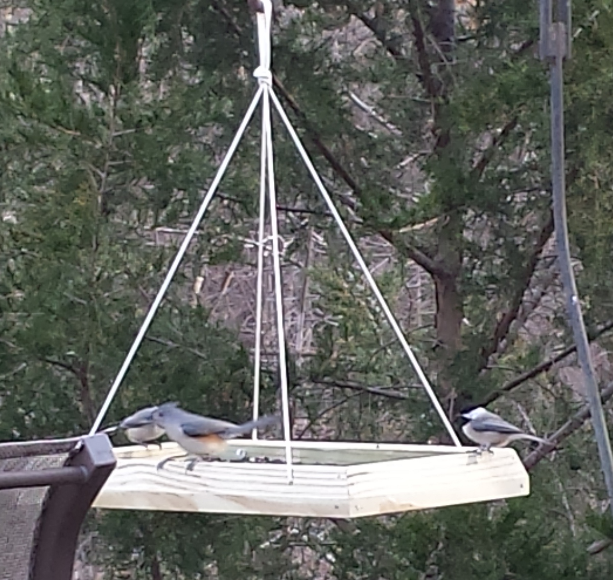 bird-feeder-02.jpg