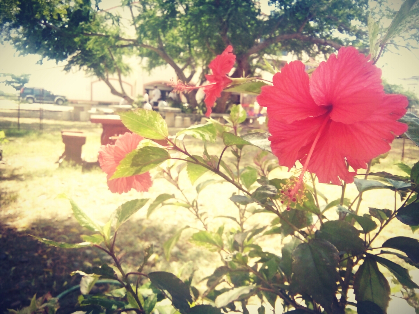 Picture