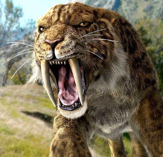 what_is_a_saber_tooth_tiger_-_saber_tooth_tiger_introduction_...__1_.jpeg