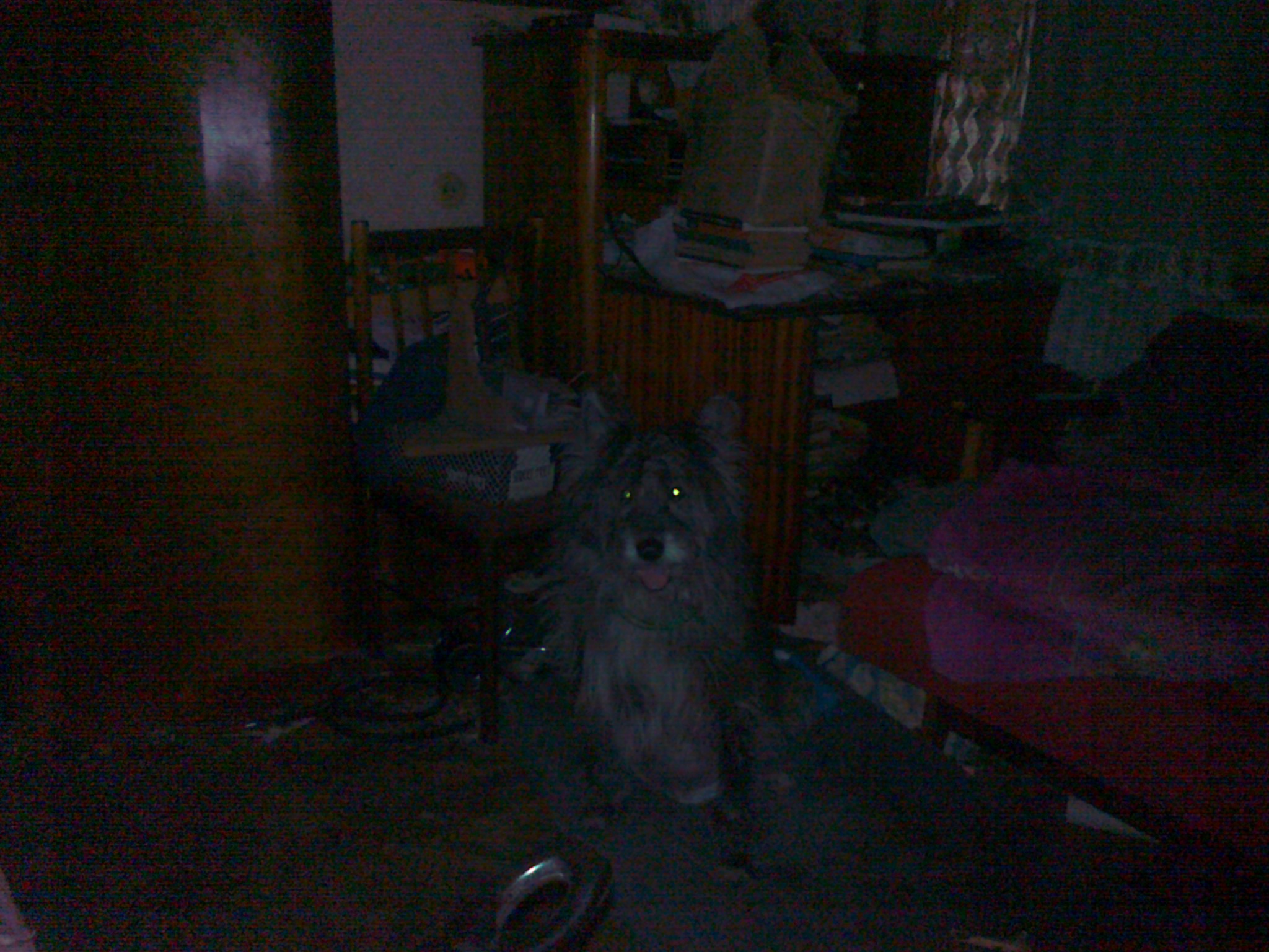 my dog Grey