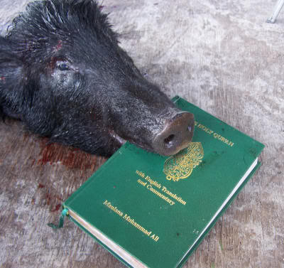 piglets.jpg