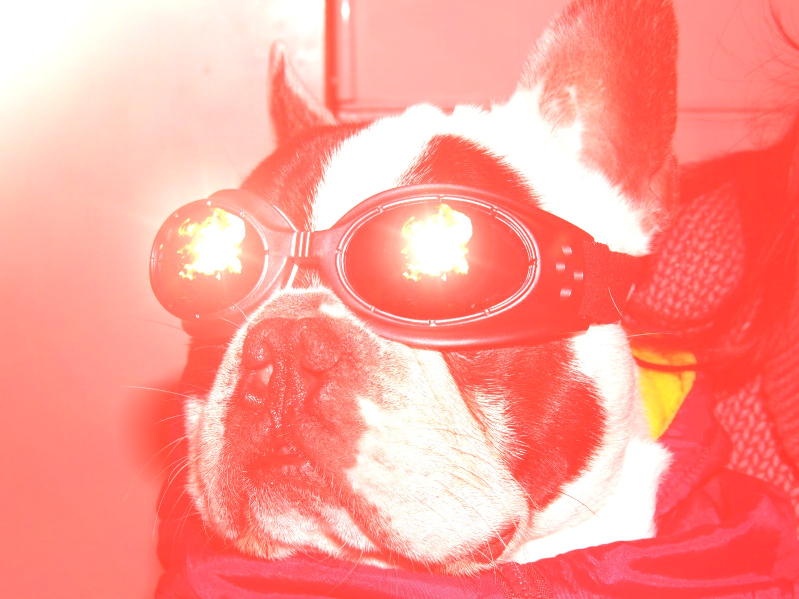 atomdog.jpg