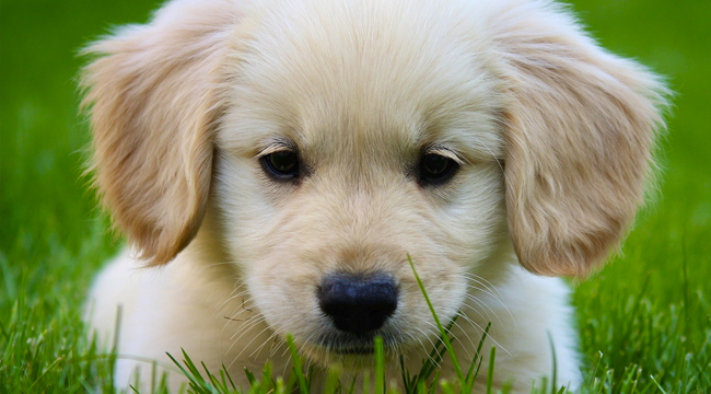 miniature-golden-retriever_8.jpg