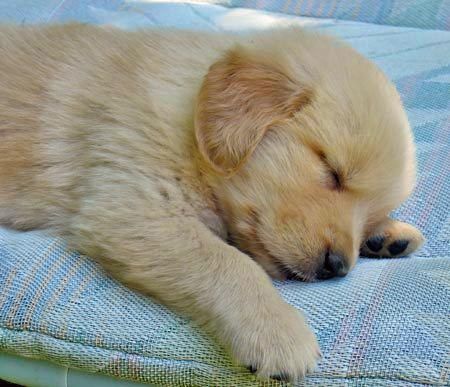 sleeping-golden-retriever-puppies-cute-puppies-41373597-450-387.jpg