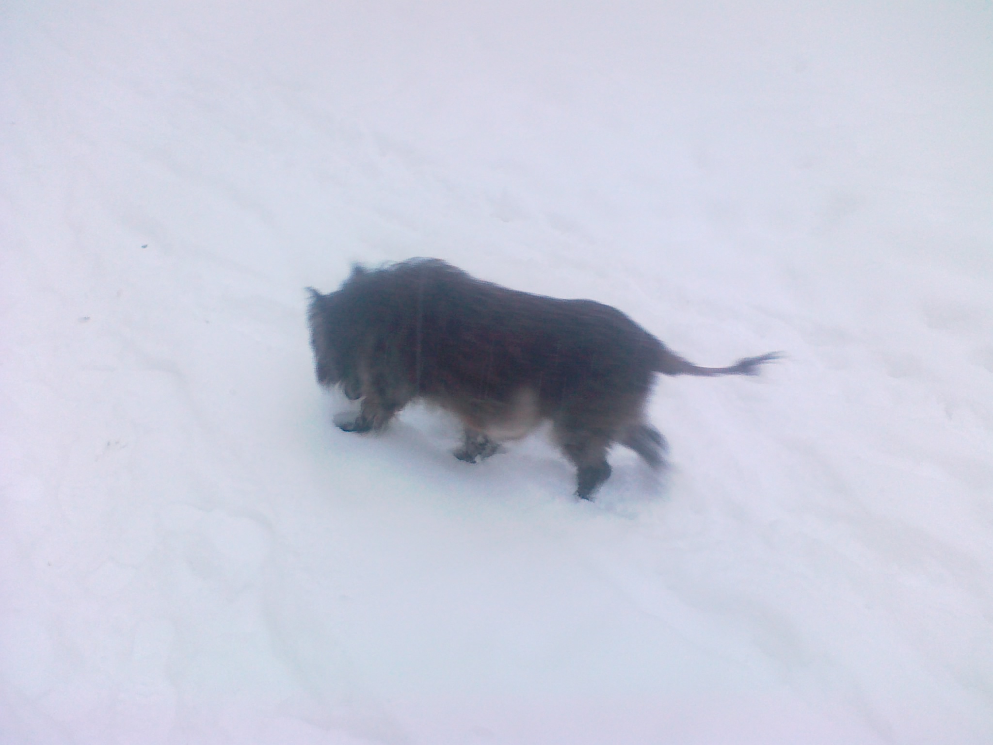 Grey (dog)