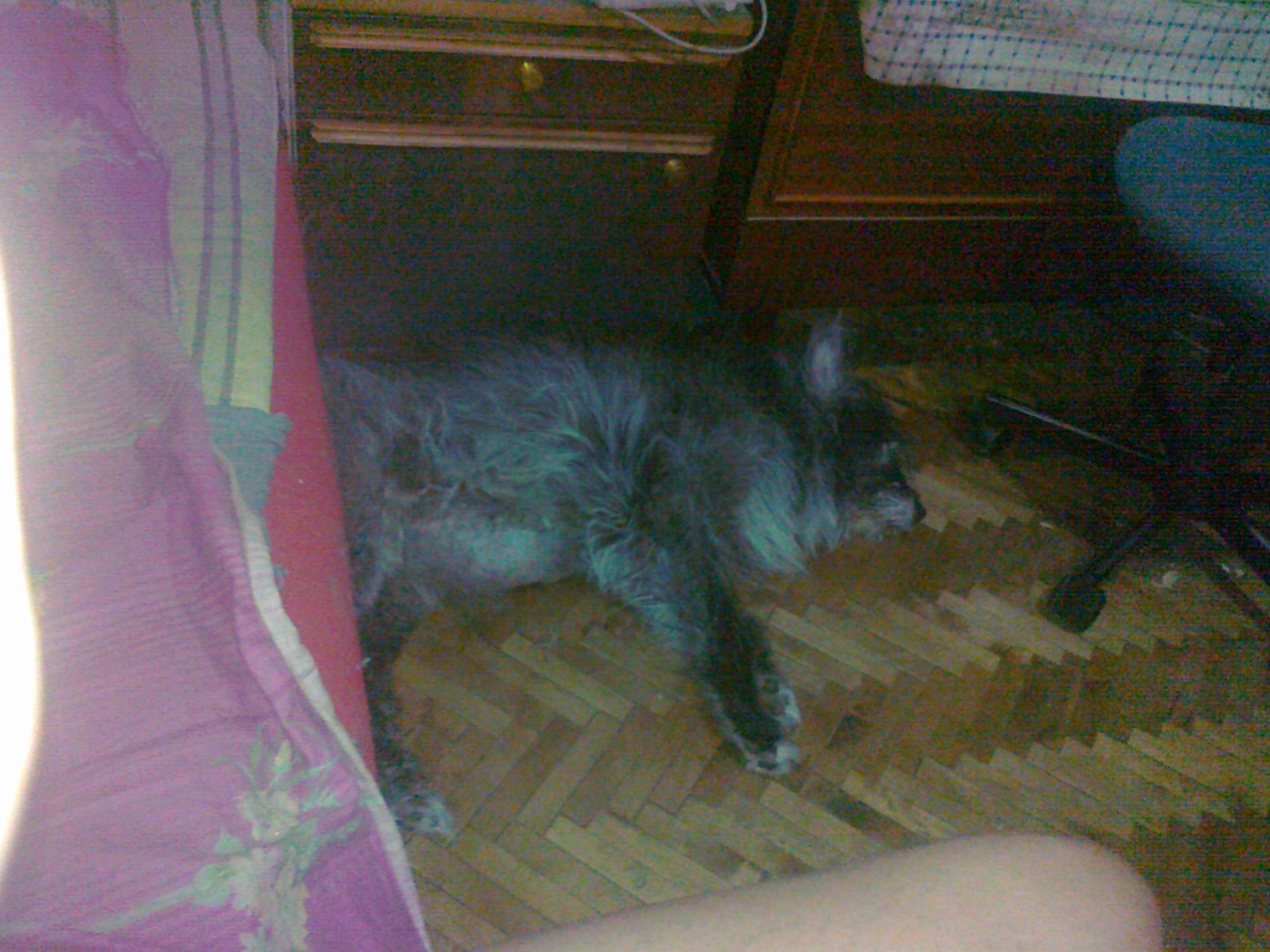 Grey (dog) in my room