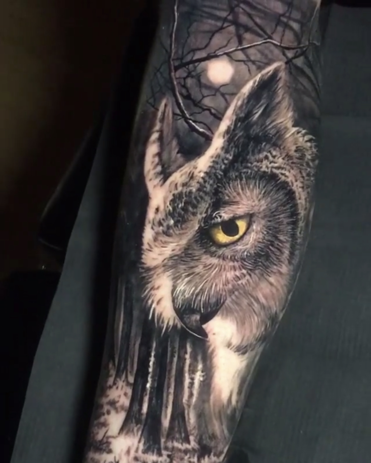 owl