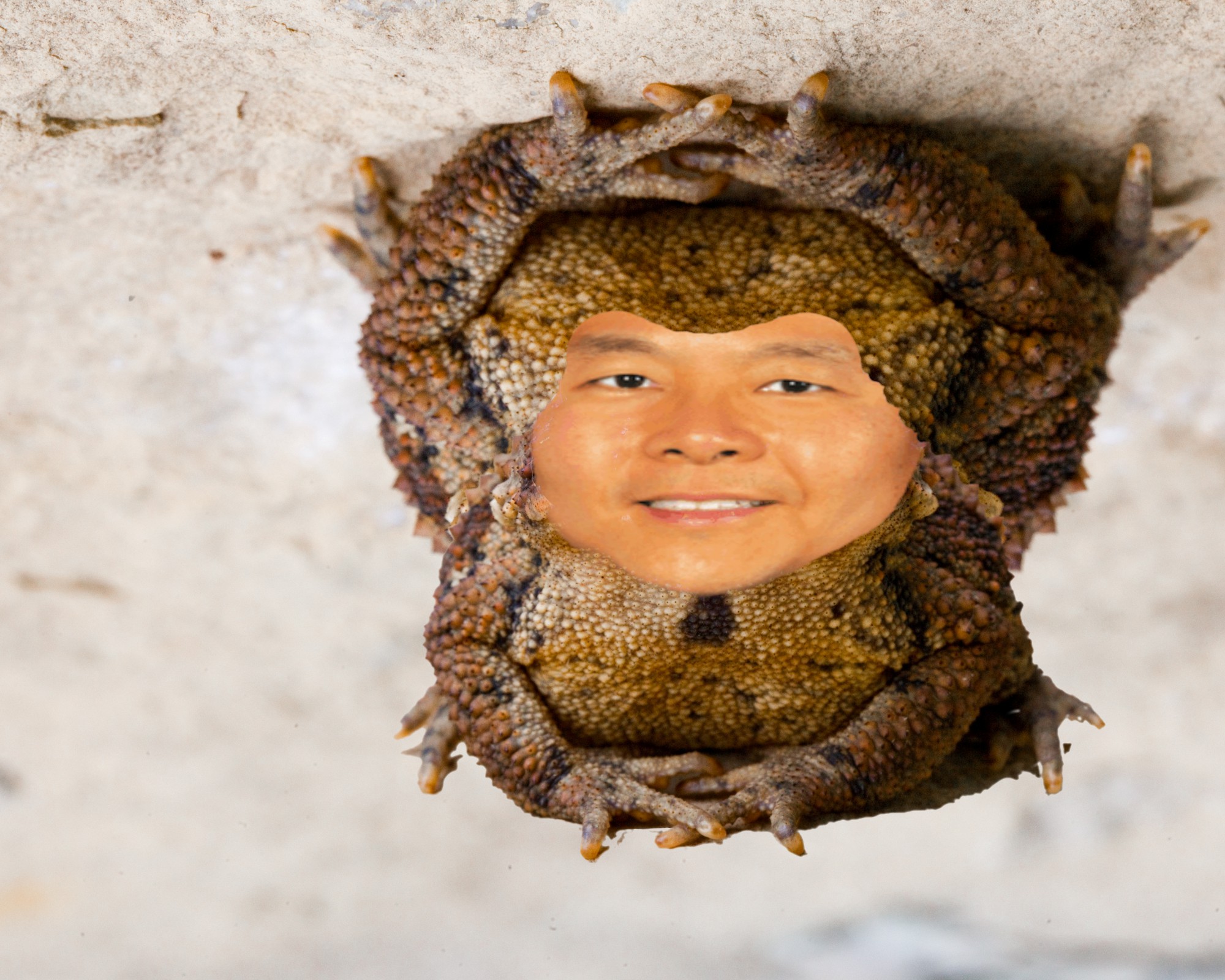 flippedtoad.jpg