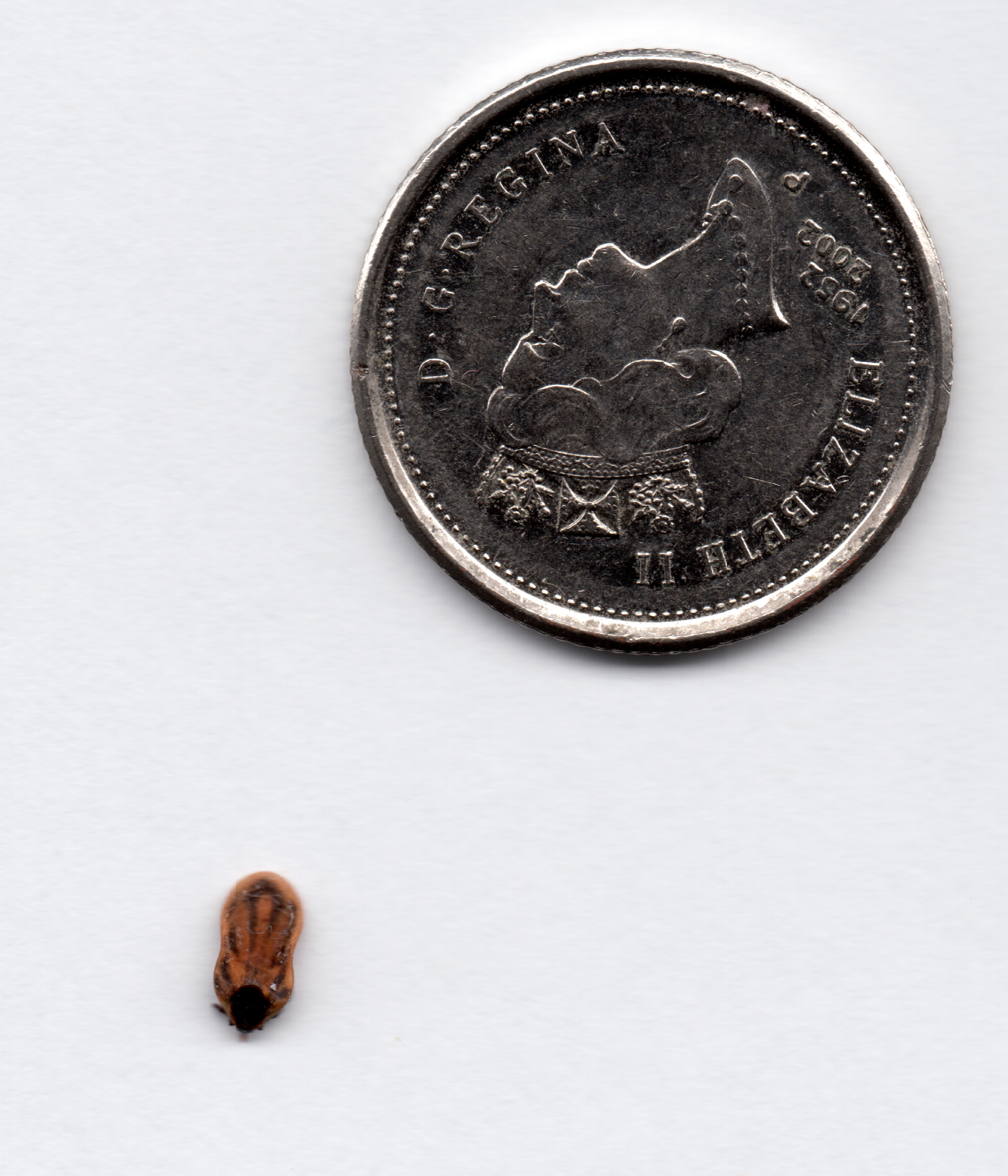 Deer Tick