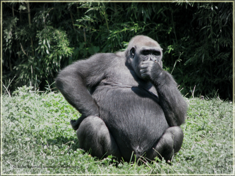 thinking-gorilla.jpg