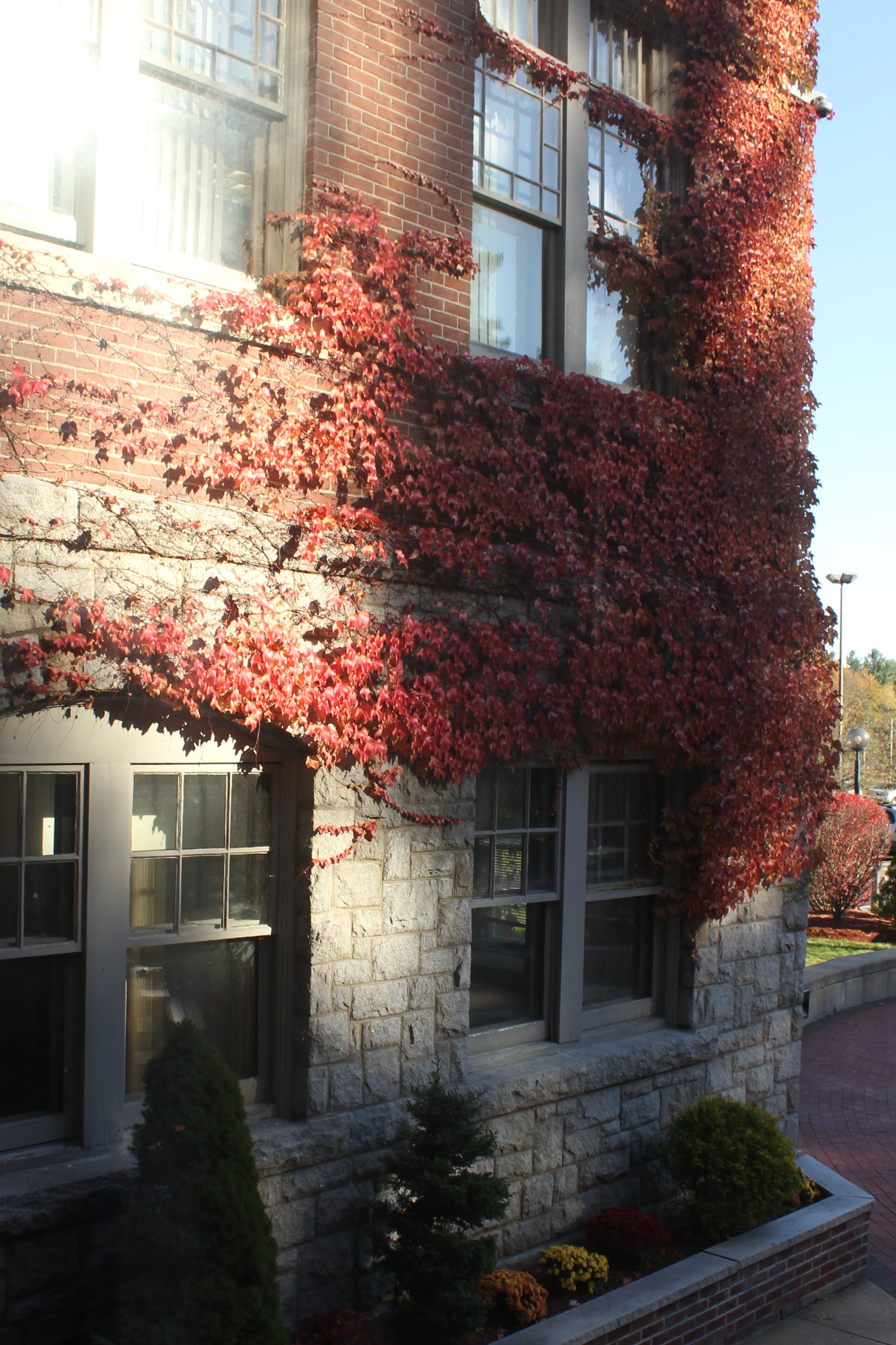 Ivy.jpg
