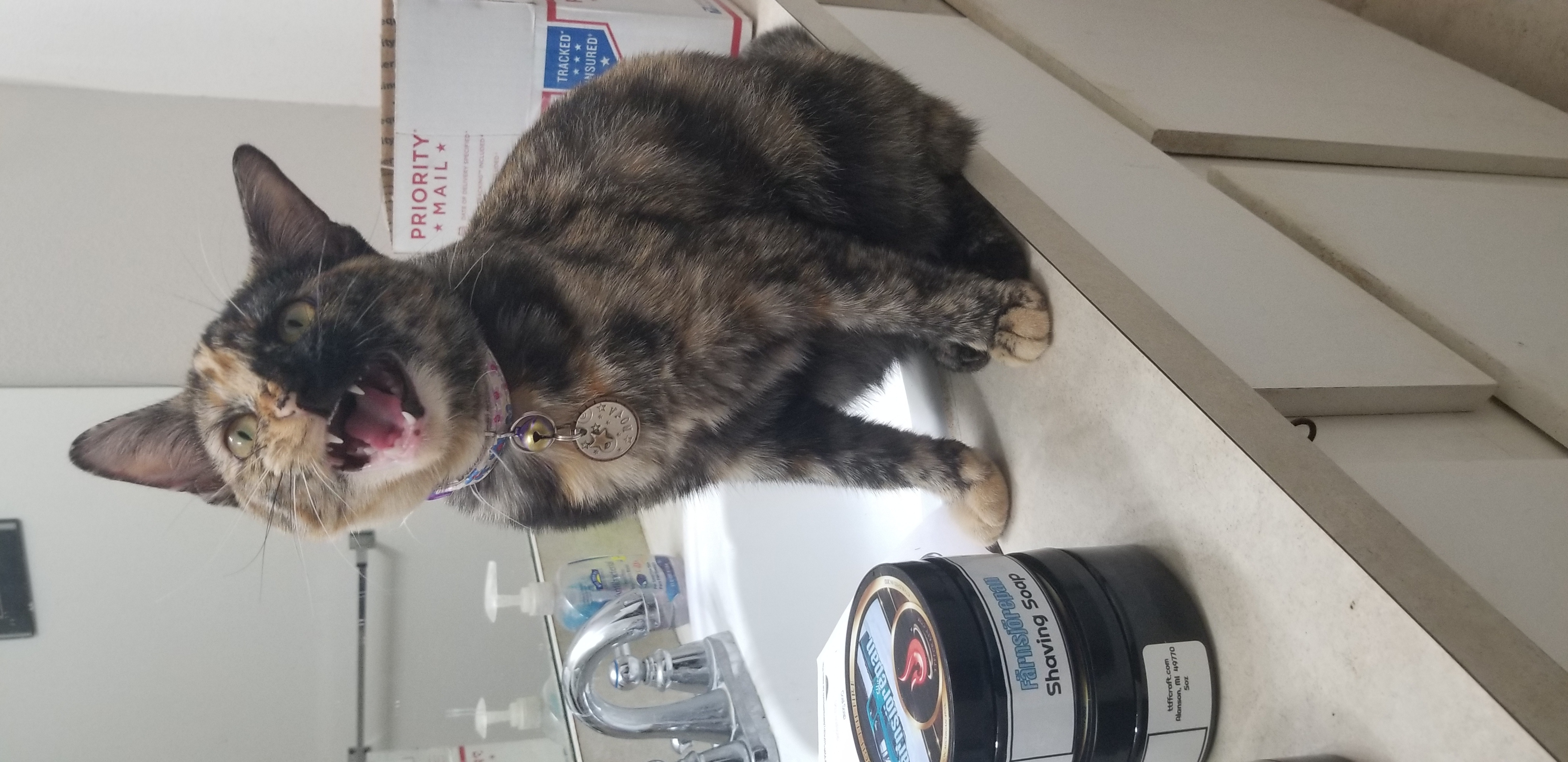 kitty.jpg