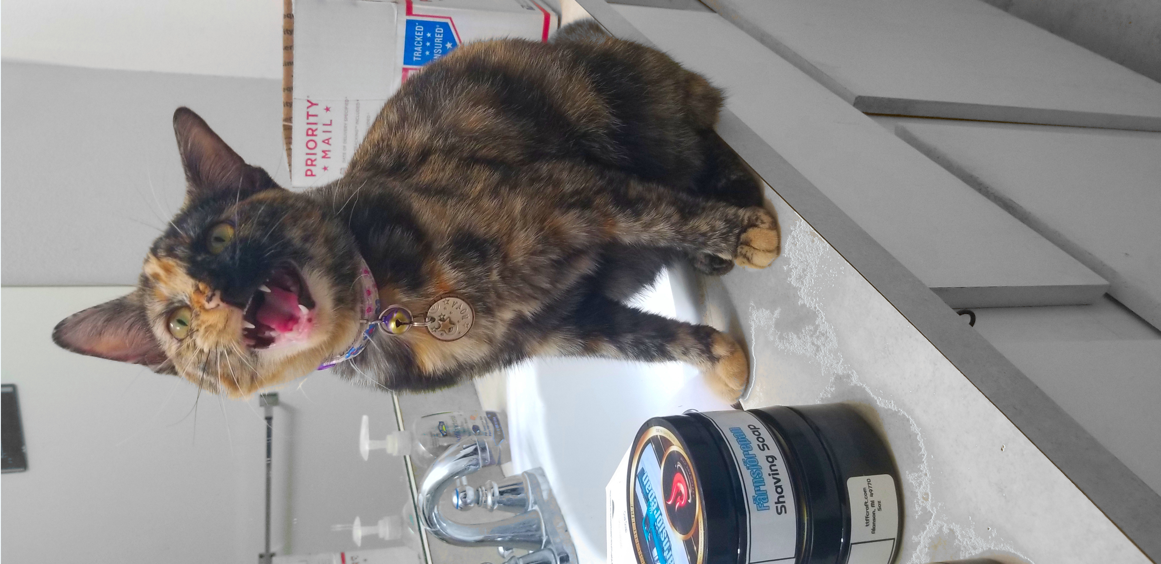kittyBW.jpg