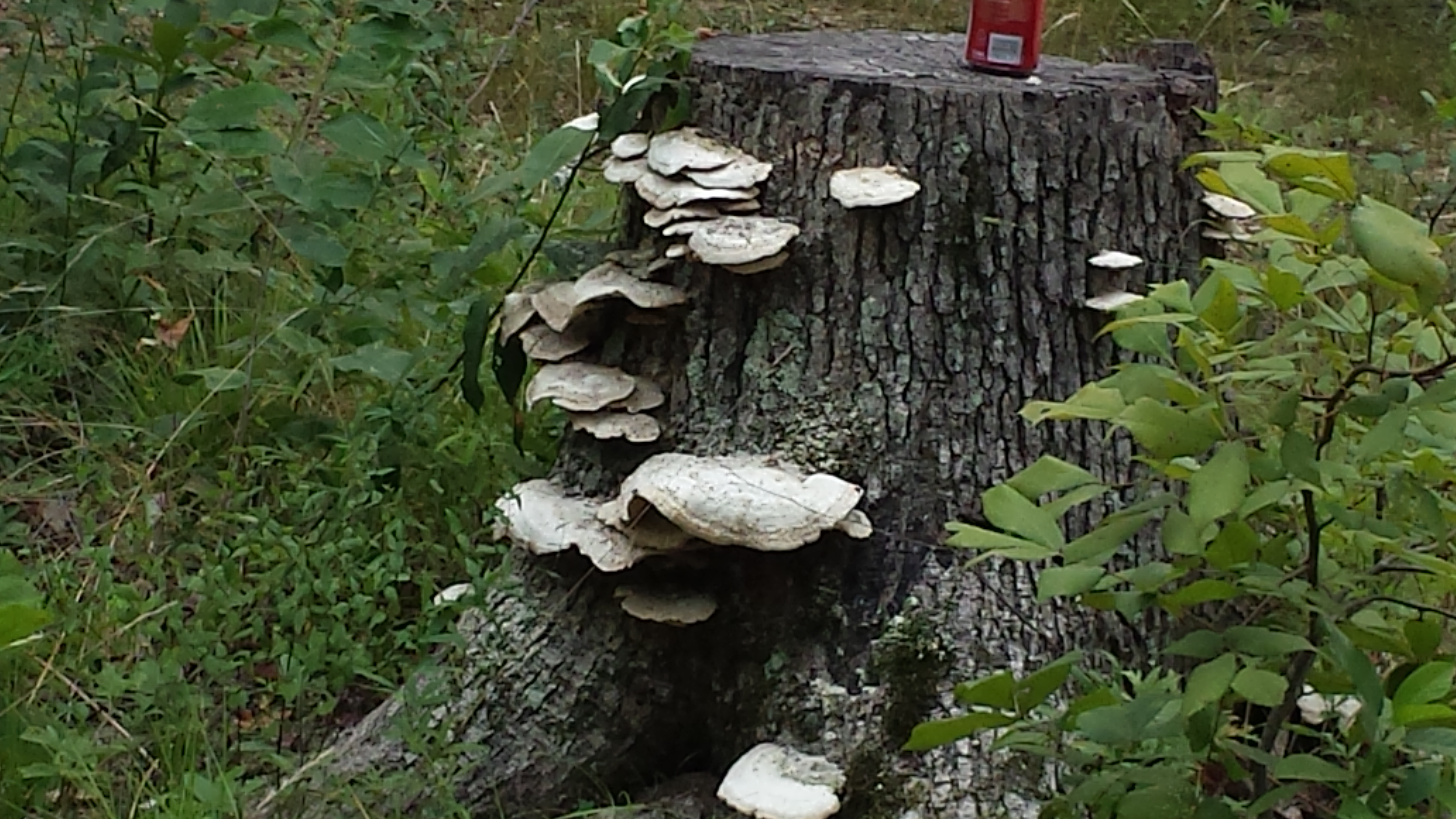 20150630_082721.jpg