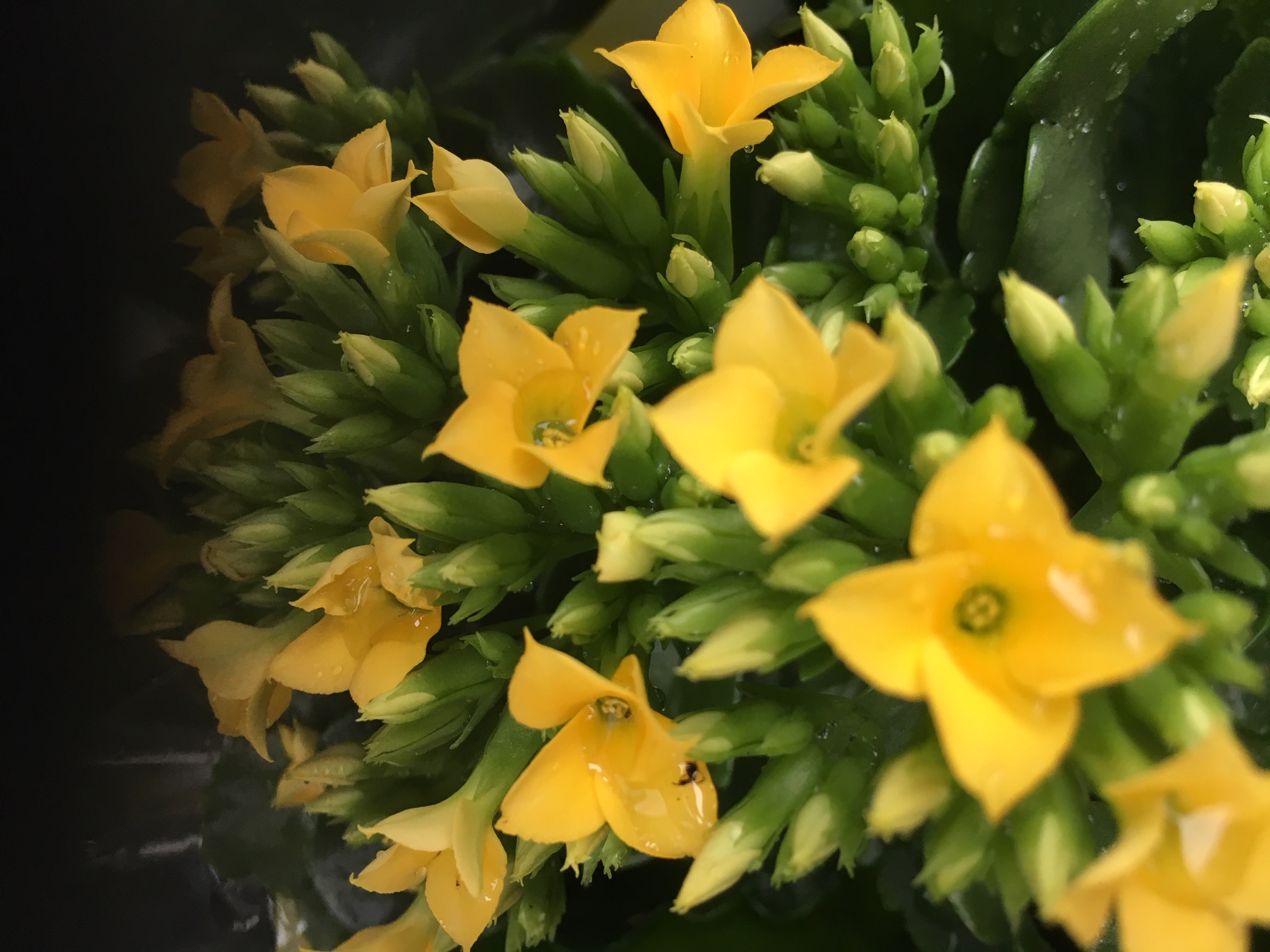 Blomster
