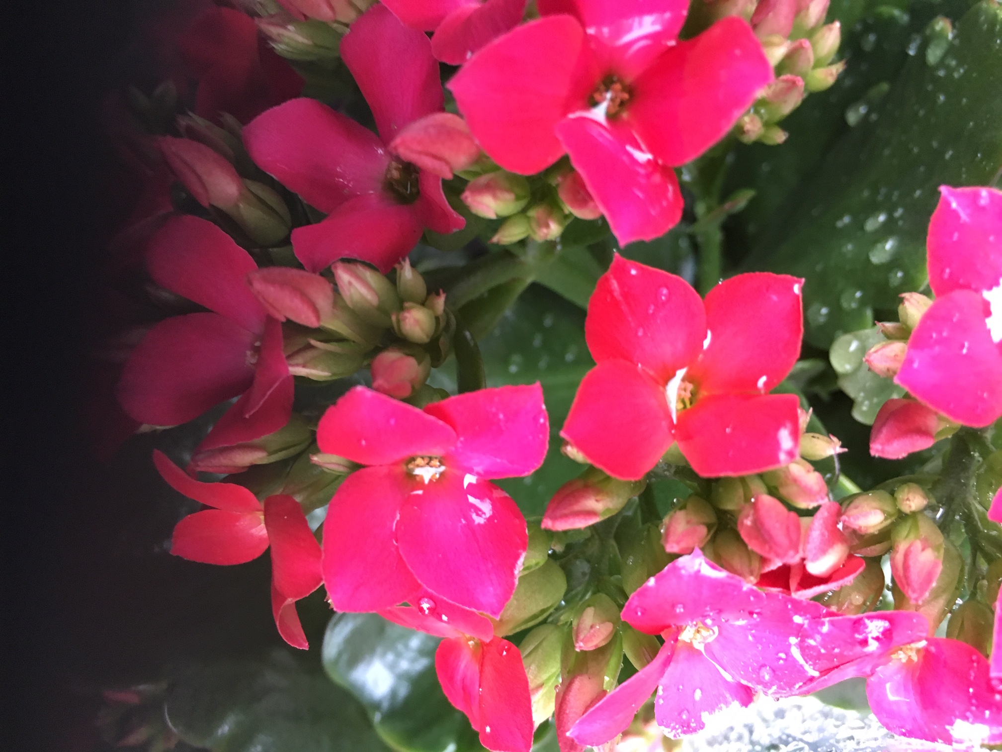 Blomster