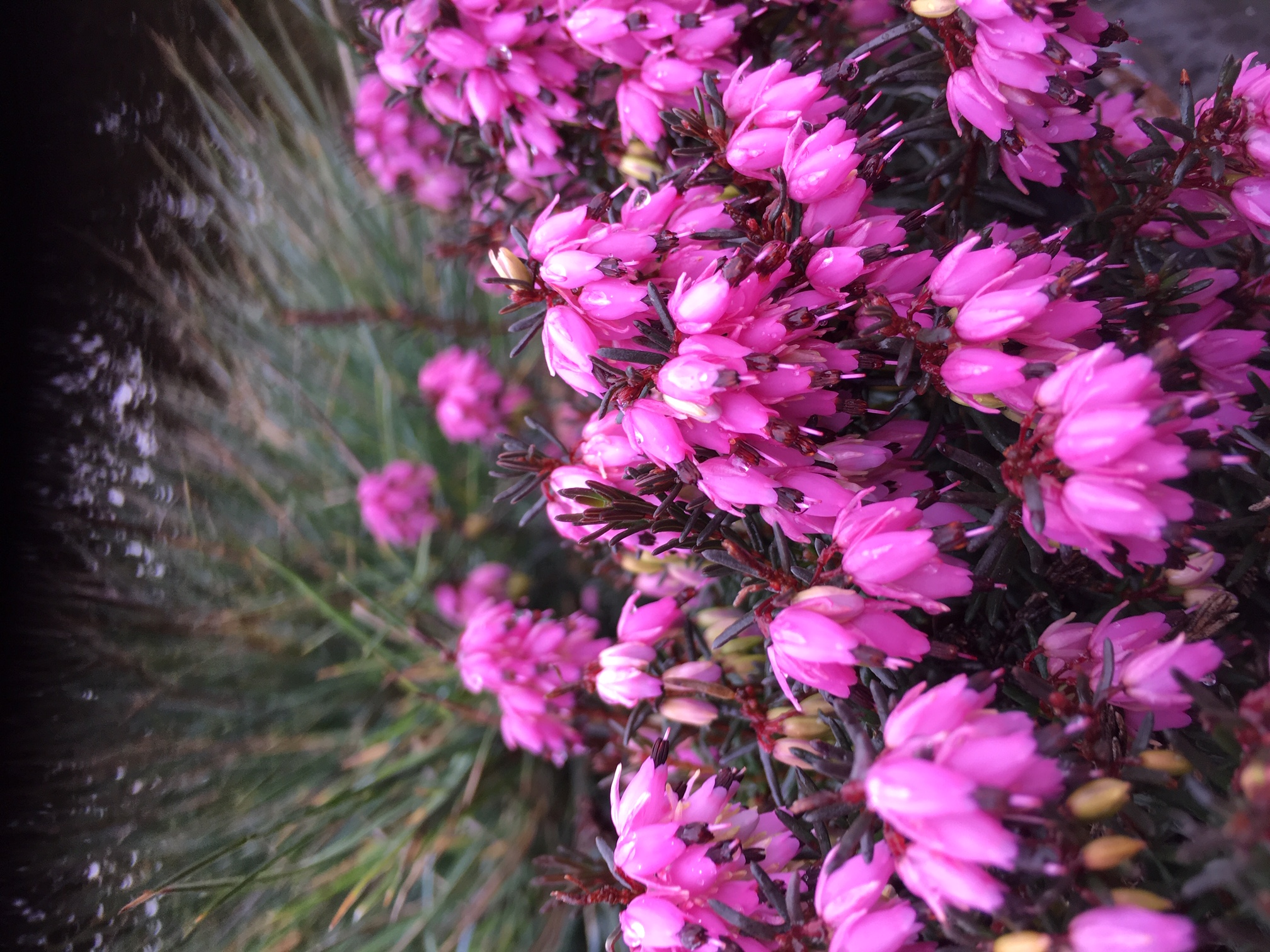 Blomster