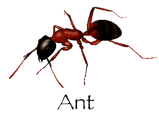 ant.gif