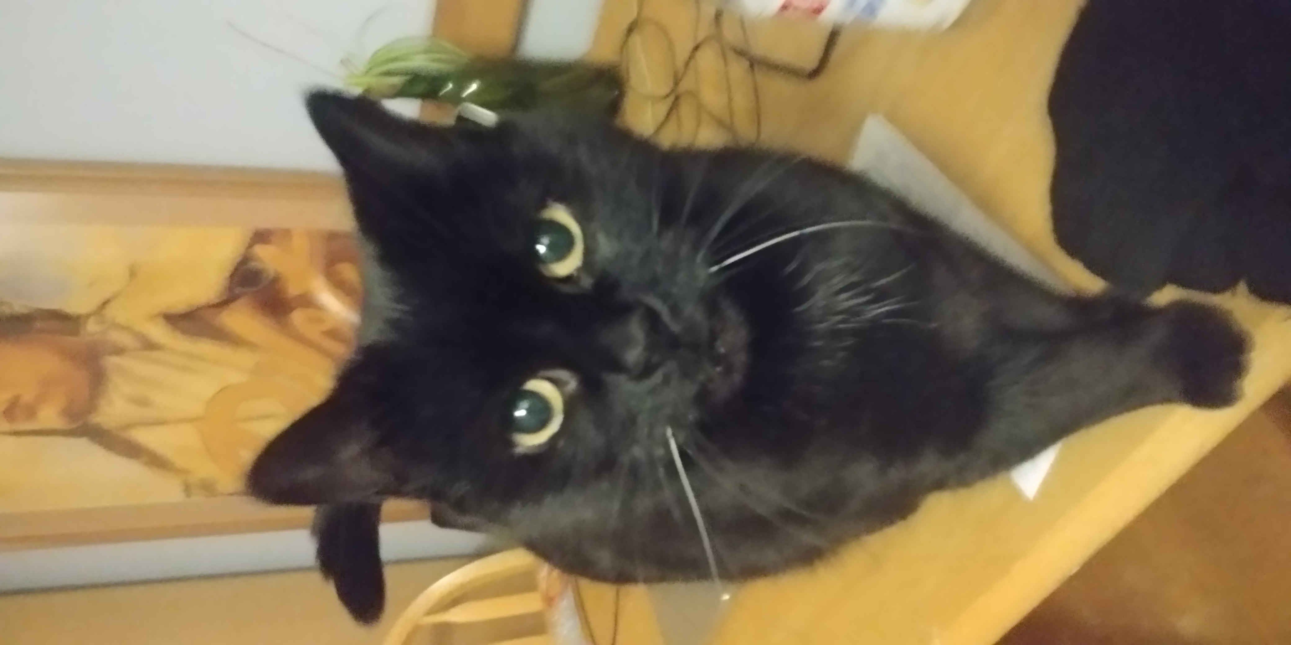 Chessie