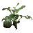 plant.png