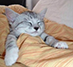 comfy-cat.png