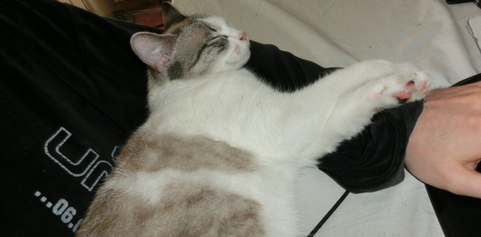 chat-bras.png