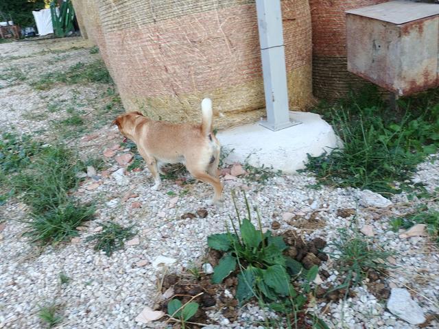 dog_050.jpg