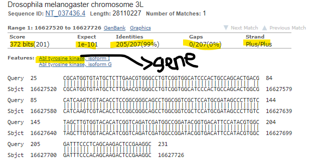 Gene.png