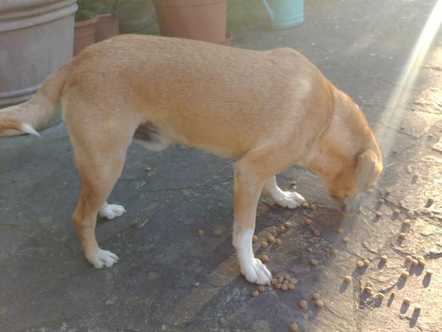dog_040.jpg
