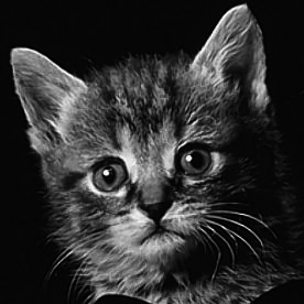 cat.bmp