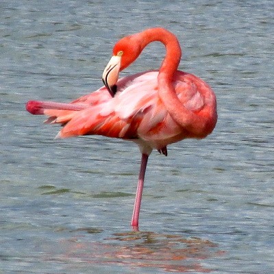 flamingo1.jpg