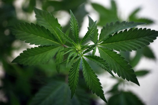 Well Known Medical Marijuana Doctors in Louisiana