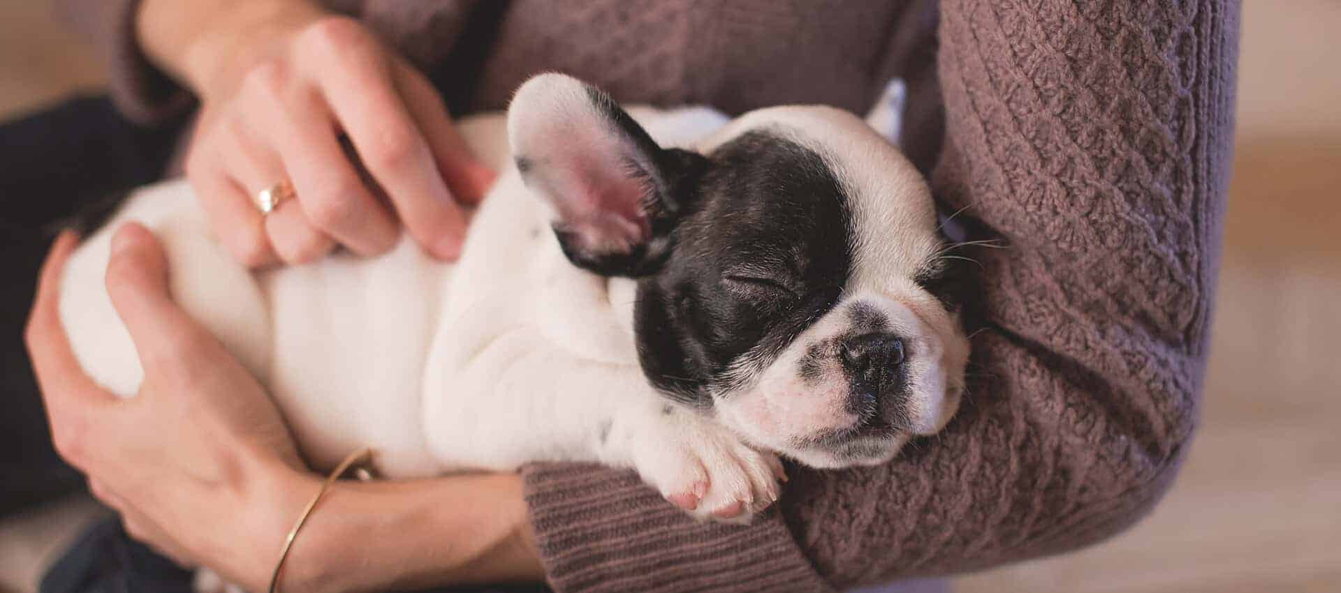 Pet-services-33-free-img.jpg