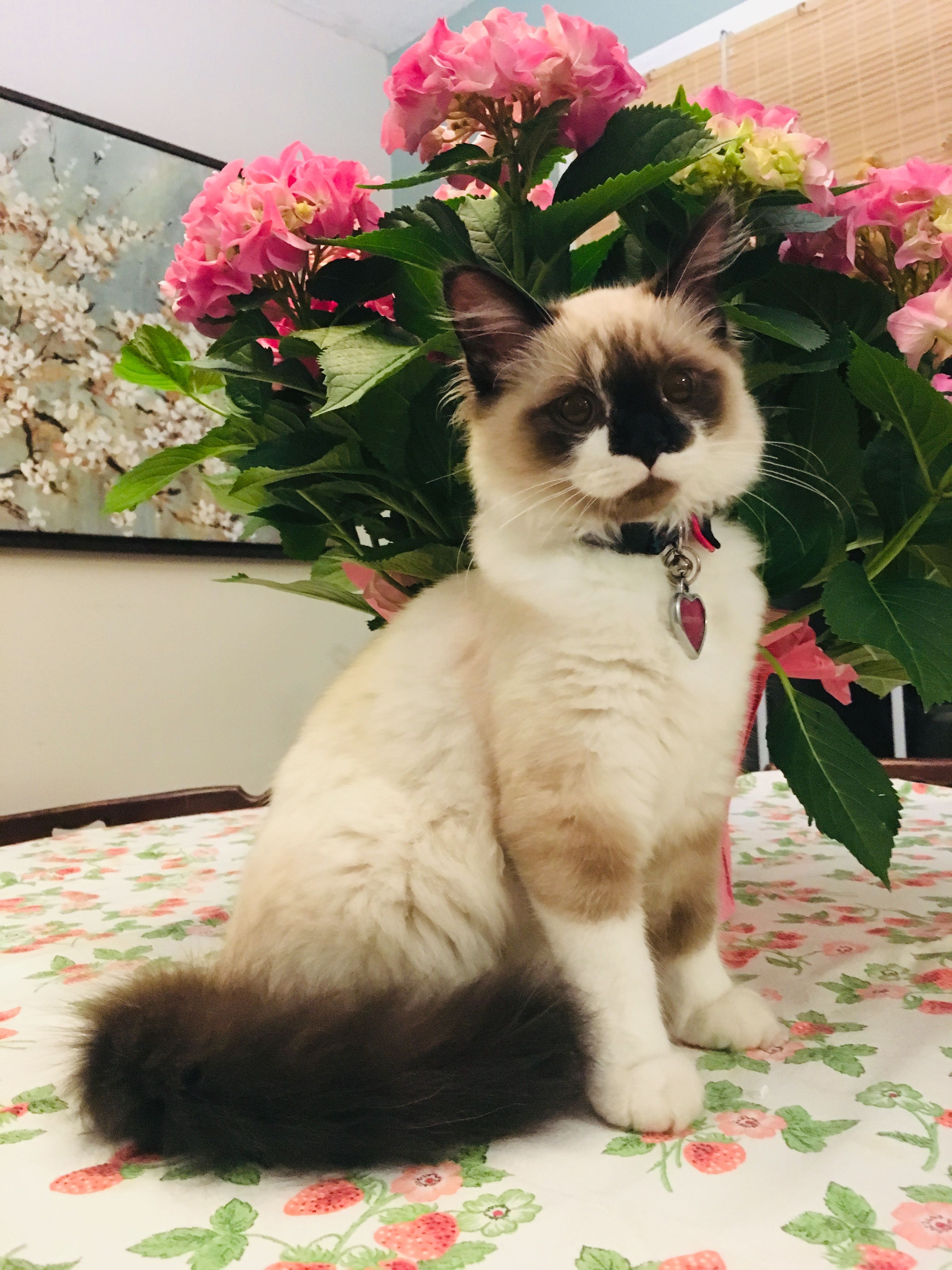 petunia