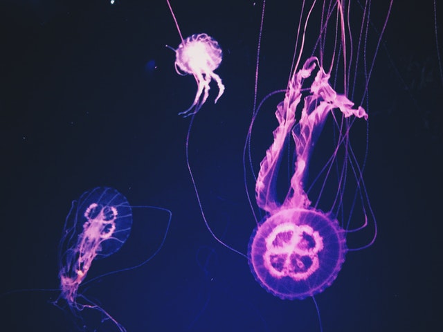 art-biology-bright-978342.jpg