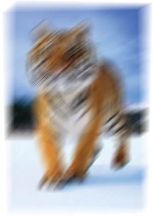 tiger.jpg